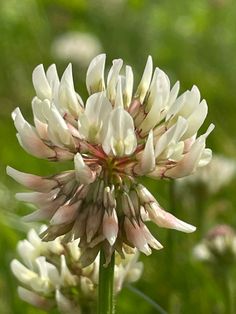 a close up of a white flower in a field