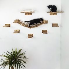 two black cats sitting on wooden shelves in a room