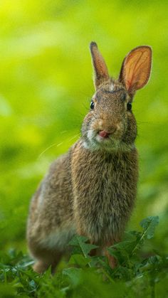 a rabbit is sitting in the grass and looking at the camera with an intense look on its face