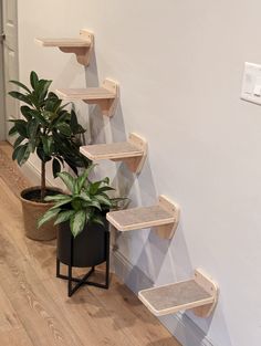 a potted plant sitting next to a set of wooden shelves on the side of a wall