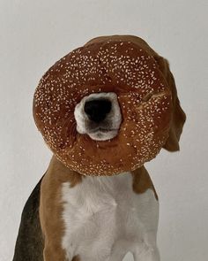 a brown and white dog with a bagel on its head