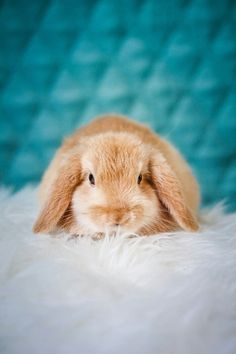 a small brown rabbit sitting on top of a white fur covered floor next to a blue wall