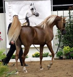 a woman leading a horse in an indoor area with flowers on the ground and a man walking behind her