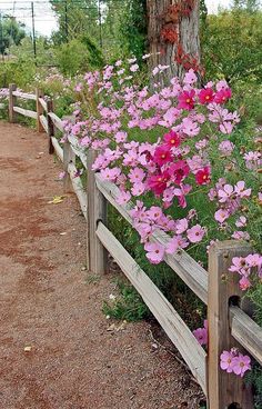 pink flowers growing on the side of a wooden fence next to a dirt path and tree