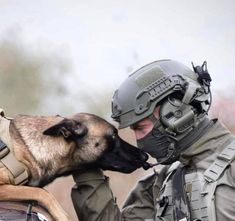 Belgian Malinois Aesthetic, Belgian Malinois K9, Belgian Malinois Training, K9 Officer