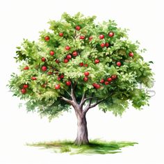 an apple tree with green leaves and red apples on it's branches, painted in watercolor