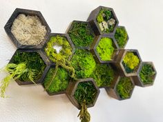 moss covered hexagons are hanging on the wall