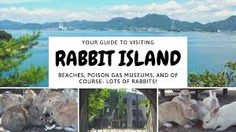 the cover of your guide to visiting rabbit island beaches, pigeon gas museum, and of course lots of rabbits