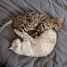 two cats laying on top of a bed next to each other in the same position