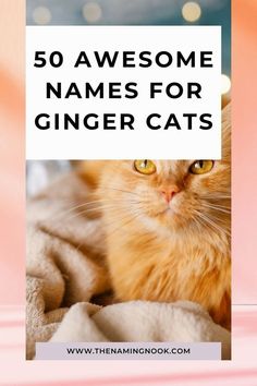 an orange cat laying on top of a blanket with the words 50 awesome names for ginger cats