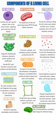 an info sheet with different types of cell phones and their functions in the cellular system