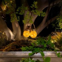 two yellow light bulbs hanging from a tree in the middle of a garden at night