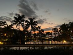 palm trees line the shoreline at dusk