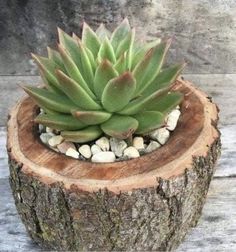 a small succulent plant in a wooden pot on top of a tree stump