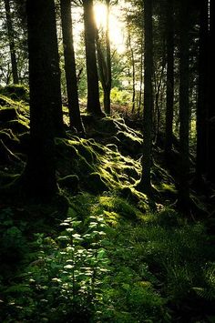 the sun shines through the trees in the forest with mossy rocks and ferns