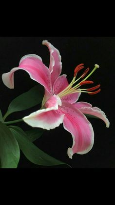 a pink flower with green leaves on a black background