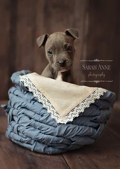 a small dog sitting on top of a pile of blue blankets with a white lace trim