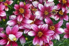 pink and white flowers with yellow stamens in the center are blooming together