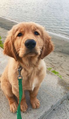 a brown dog sitting on top of cement steps next to the ocean with a green leash