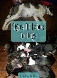 several puppies are huddled together on the floor with text overlay that reads signs of labor in dogs