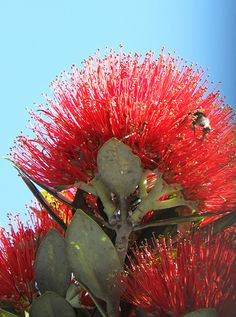 a red flower with green leaves and a bee sitting on it's back end