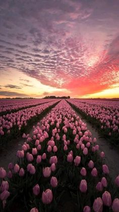 a field full of pink tulips with the sun setting in the distance behind them