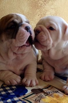 two puppies are laying on the floor with their noses touching each other's heads