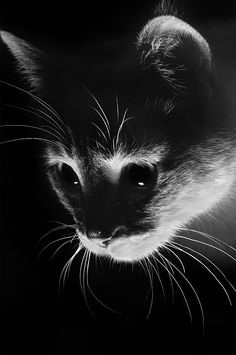 a black and white photo of a cat's face