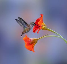 a hummingbird hovers over an orange flower with its wings spread out to the side