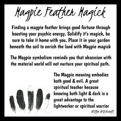 Magpie Feather Meaning, Witchy Ingredients, Magpie Feather, Feather Color Meaning, Feather Magic, Feather Symbolism, Feather Meaning, Goddess Magick, Spiritual Animal