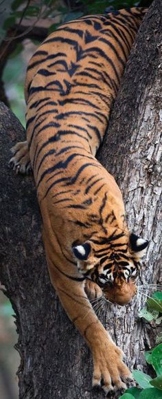 a tiger climbing up the side of a tree