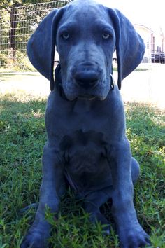 a large gray dog sitting on top of a lush green field