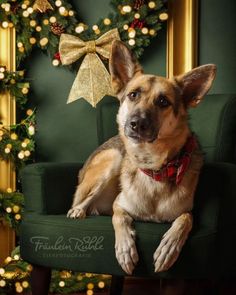 a dog is sitting on a green chair in front of a christmas wreath and garland