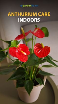 red flowers in a white pot with green leaves and text overlay that reads, an autumn care indoors