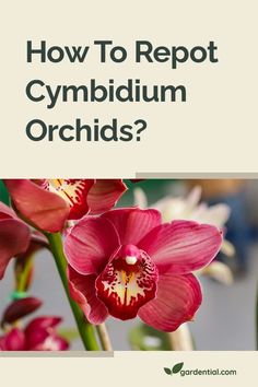 a red flower with the words how to repot cymbidium orchids?