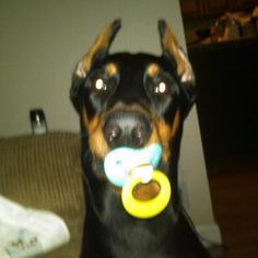 a black and brown dog holding a toy in its mouth