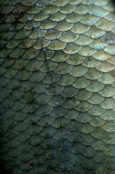 a close up view of a fish's skin