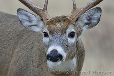 a close up of a deer with antlers on it's head