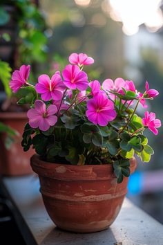 a potted plant with pink flowers sitting on a ledge