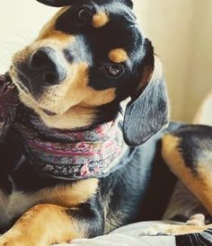 a black and brown dog laying on top of a bed wearing a bandanna around its neck