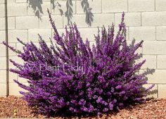 purple flowers are blooming in front of a white brick wall with shadows on it