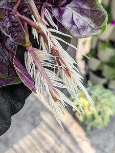 some purple and white plants are in pots