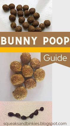 the bunny poop guide for beginners to learn how to make them and eat them