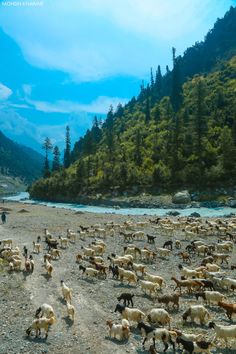 a herd of sheep standing on top of a dirt field