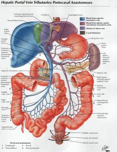 an image of the anatomy of the human body