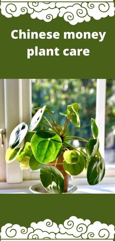 a potted plant sitting on top of a window sill with the words chinese money plant