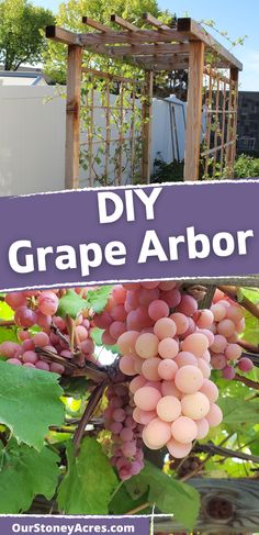 grapes growing on the vine with text overlay that says diy grape arbor in purple