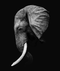 an elephant with tusks is shown in black and white, against a dark background