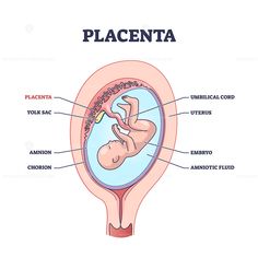 Ovum Diagram, Uterus Diagram, Science Tips, Biology Diagrams, Medical Notes, Amniotic Fluid, Fetal Development