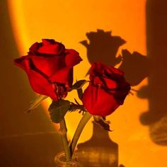 two red roses in a glass vase on a yellow background with the shadow of a wall behind them